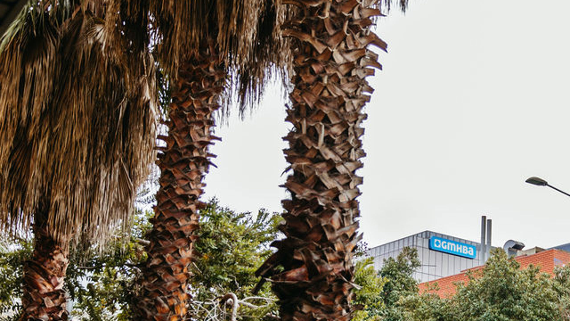 Through the trees GMHBA's Geelong Head Office 
